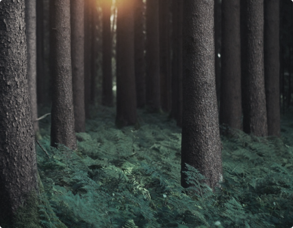 北京國(guó)際漿紙交易中心